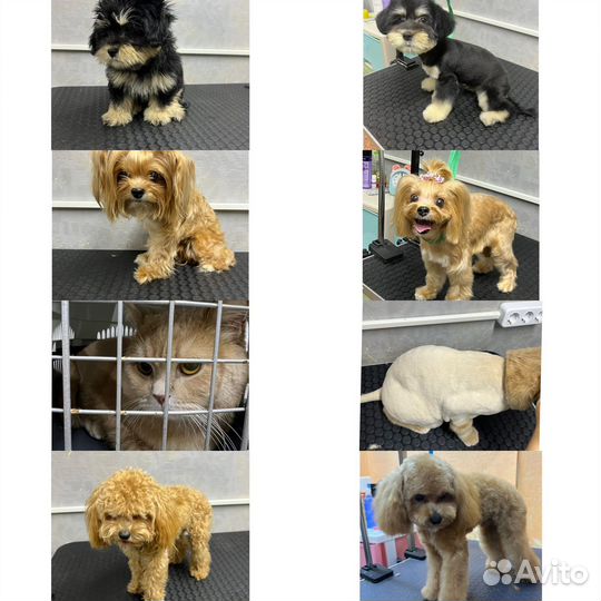 Грумер стрижка собак