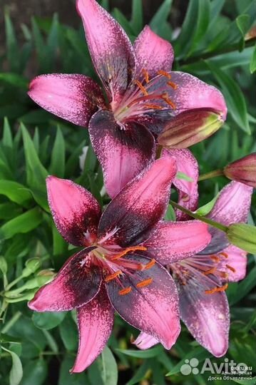 Лилии от гибриды