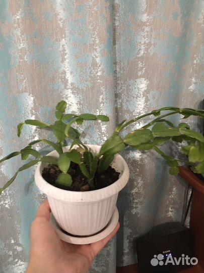 Декабрист шлюмбергера