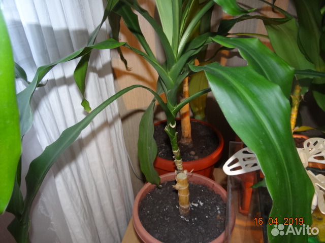 Драцена душистая (Dracaena fragrans)
