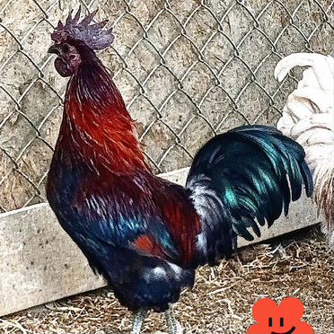 Петухи лакенданзи