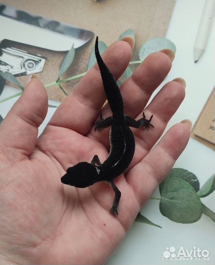 Эублефар, геккон Black Night, самцы и самки