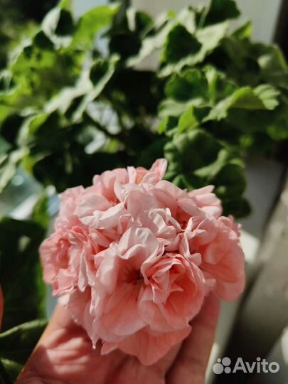 Пеларгония Софи Эмма