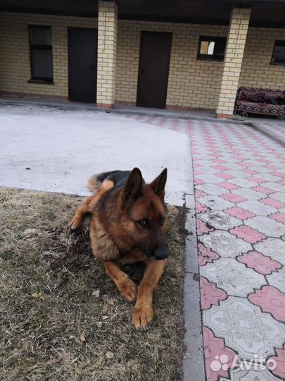 Немецкая овчарка