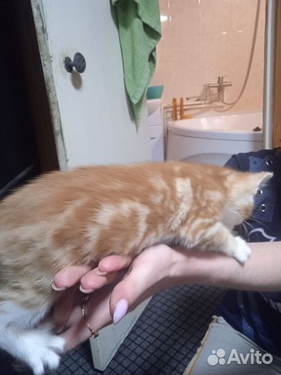 Котята (девочки)