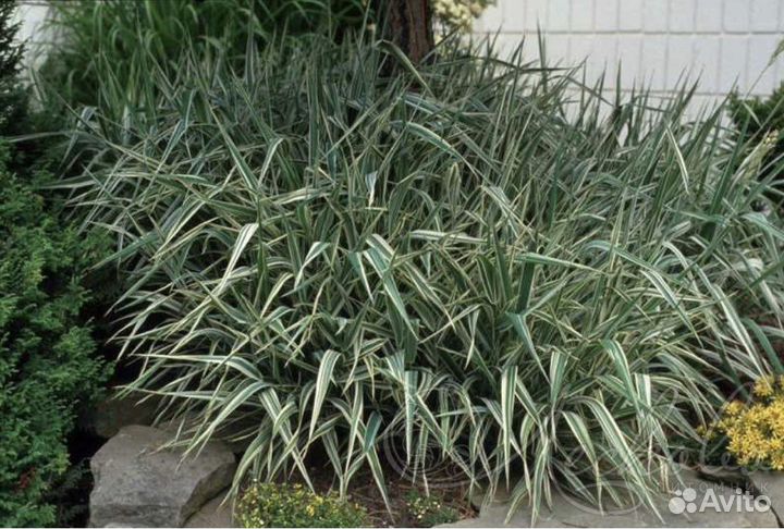 Фалярис (канареечник)