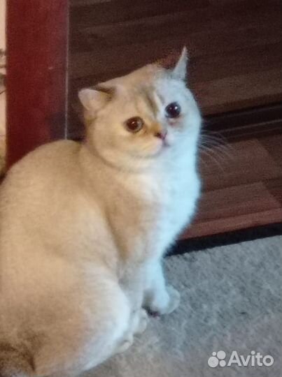 Кошечка породы Золотая шиншила