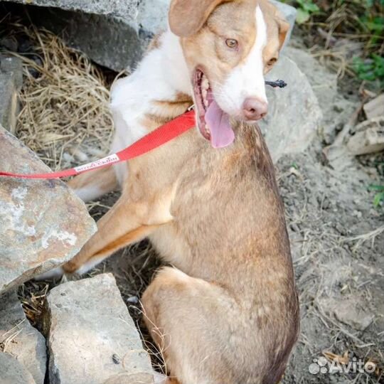 Собака (кобель) в добрые руки из тяжелых условий