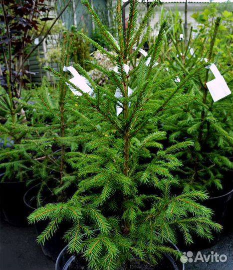 Саженцы: сосна, ель, пихта, кедр