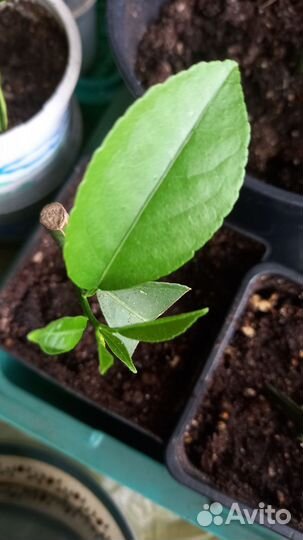 Лимон мейер