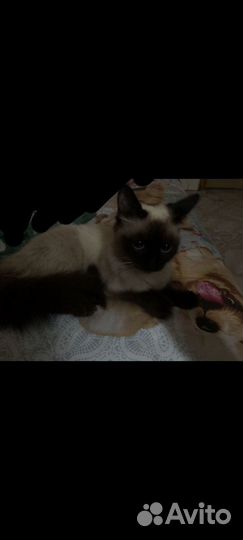 Сиамская кошка бесплатно