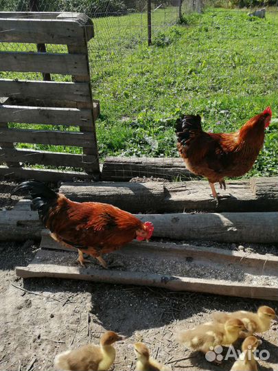 Молодые петушки