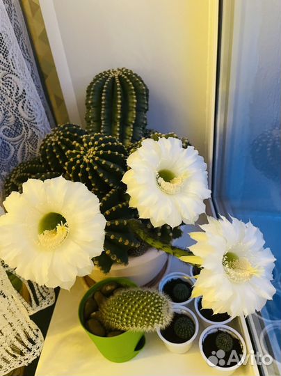 Детки и взрослые кактусы Эхинопсис