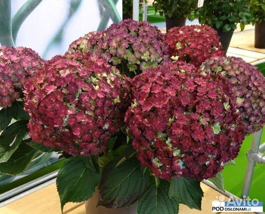 Гортензия крупнолистная Magical Chocolate саженцы