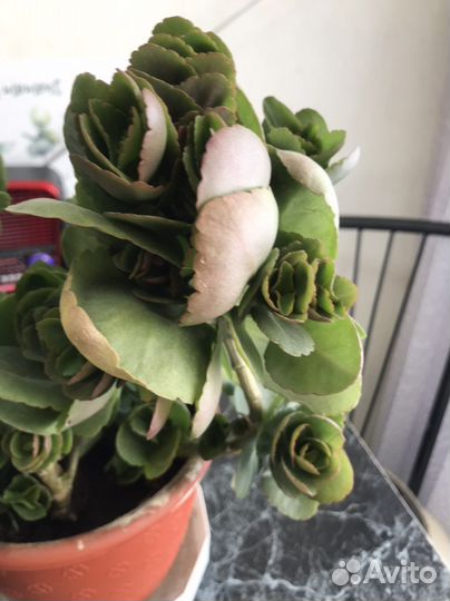 Каланхоэ броссфельда