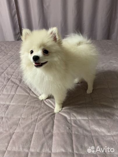 Померанский шпиц