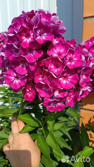 Флоксы сортовые