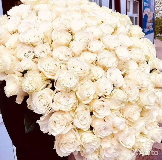 Высокие розы Гигантские Розы 150 160 170 180 190см