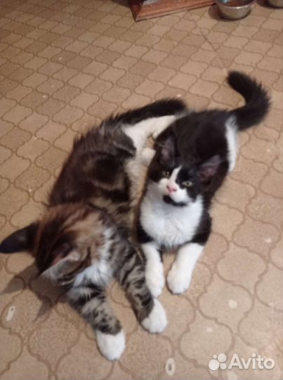 Котята мейн-кун