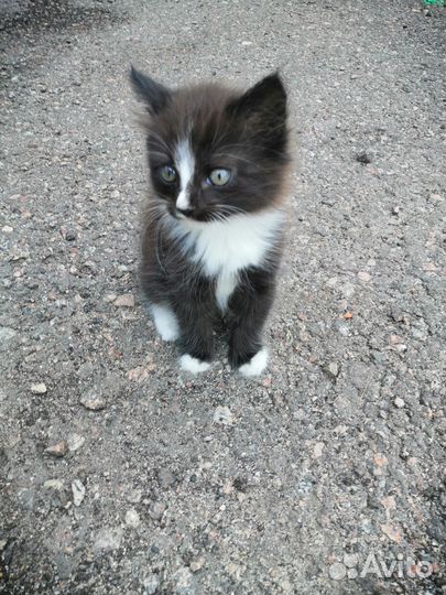 Котёнок в добрые руки