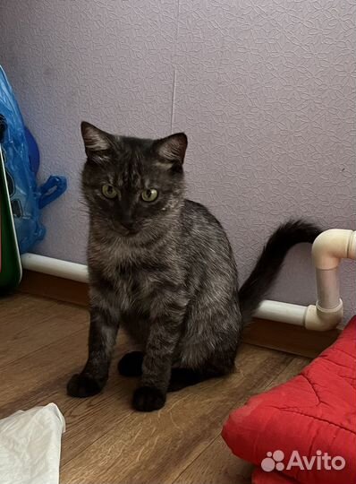 Красивая кошка Софа