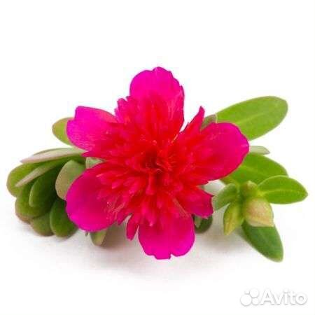 Портулак ампельный вегетативный