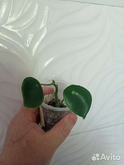 Комнатные растения сортовые