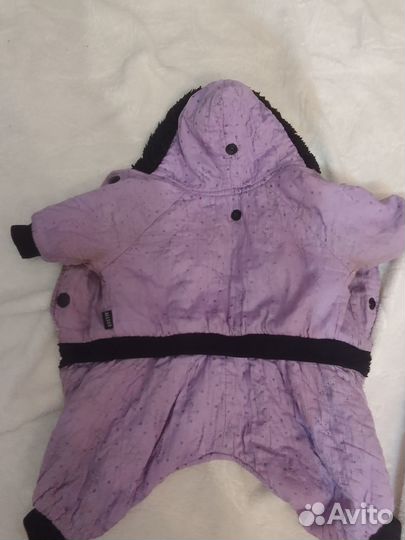 Одежда для собак