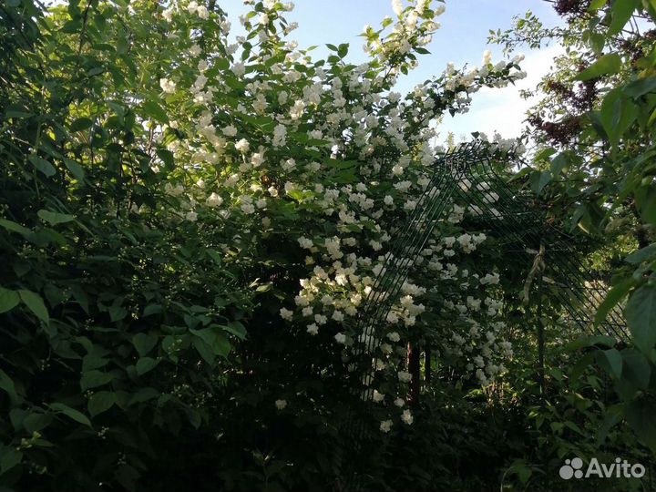 Жасмин, лилейник, буквица