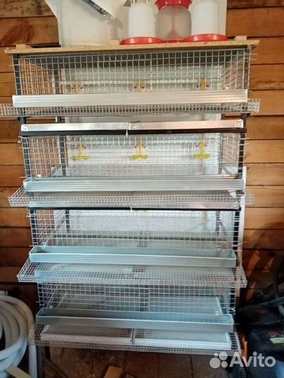 Клетки для перепелов