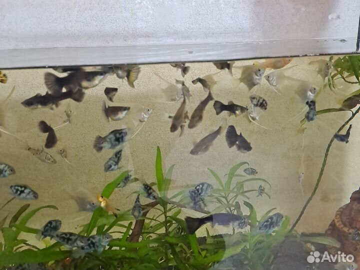 Скалярии,сапфировый попугай