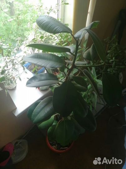 Фикус Робуста