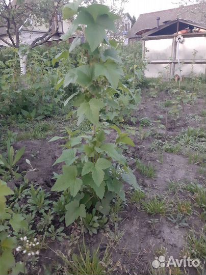 Саженцы чёрной смородины