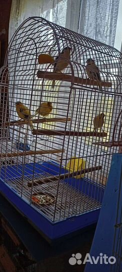 Кенары молодые