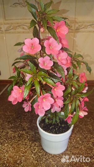 Ахименесы цветущие