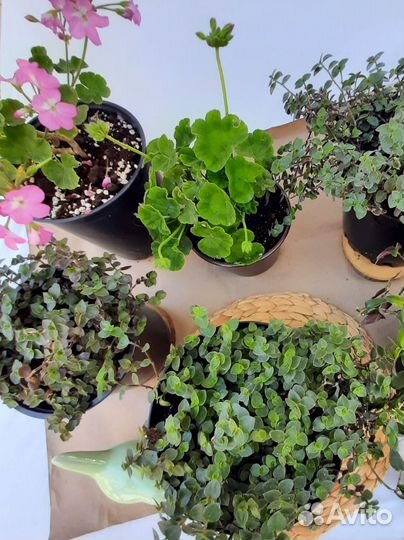 Комнатные растения цветы