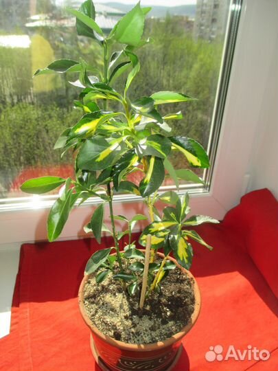 Бересклет японский