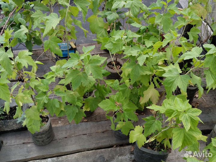 Саженцы черной смородины