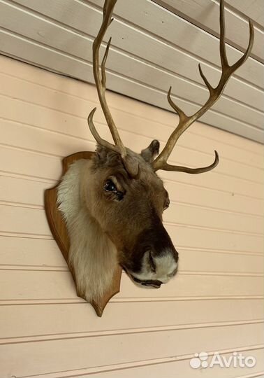 Чучело головы оленя