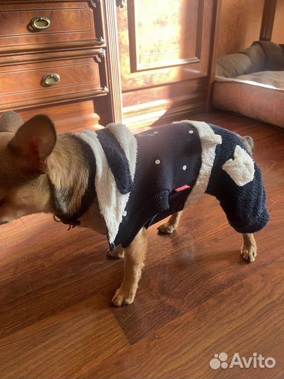 Одежда для маленьких собак
