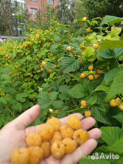 Малина чёрная Кумберленд, Желтая и Земляника безус