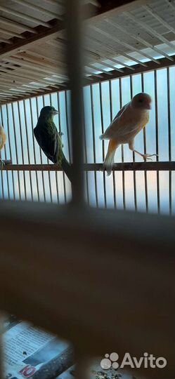 Кенара и канарейки