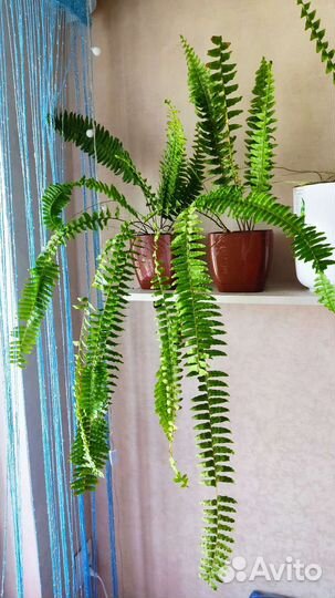 Папоротник комнатный