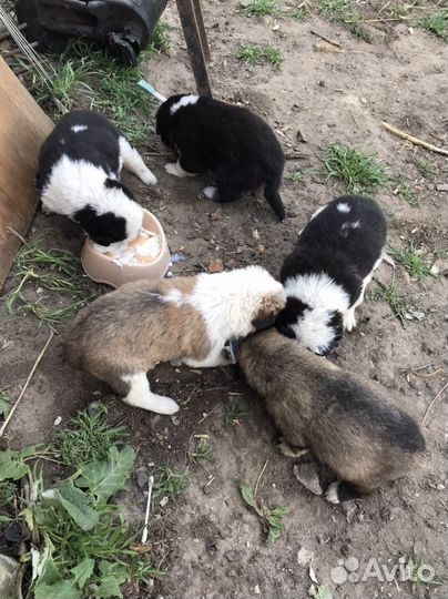 Отдам щенков в добрые руки бесплатно