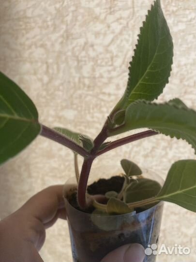 Тидея, глоксиния