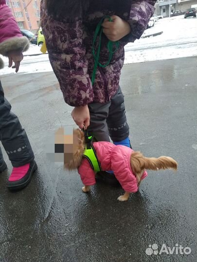 Комбинезон для маленькой собаки девочки