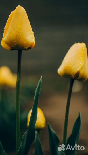 Nikon d5100 35mm 1.8