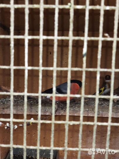 Лесные певчие птицы