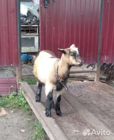 Козочки, козлики