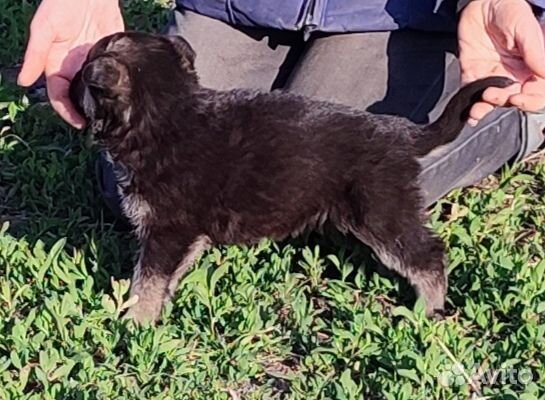 Щенки овчарки